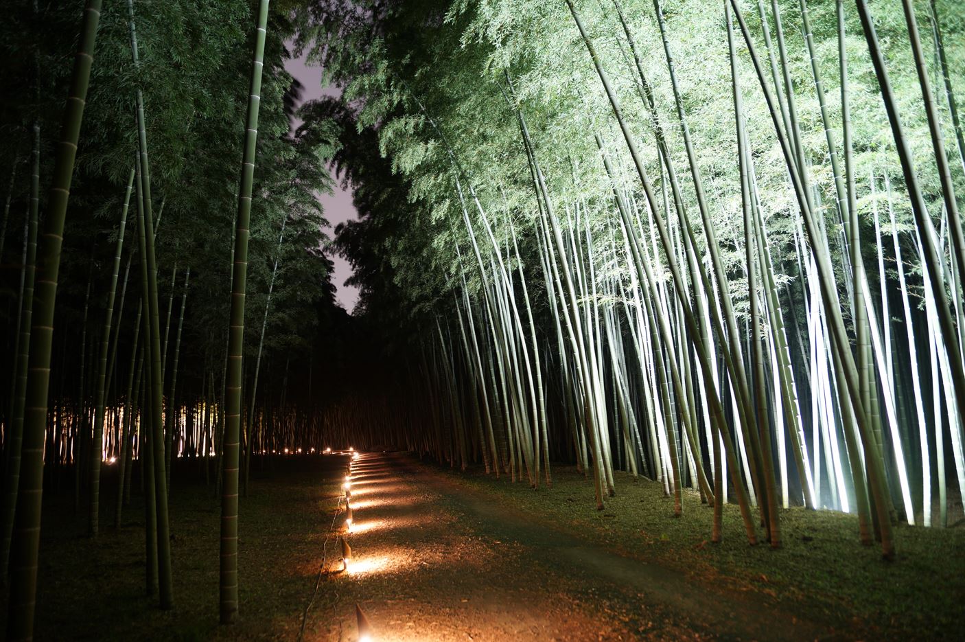 Bamboo Forest At Wakayama Farm, Utsunomiya